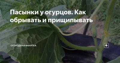 Пасынки на огурцах надо обрывать или нет | Стайлер
