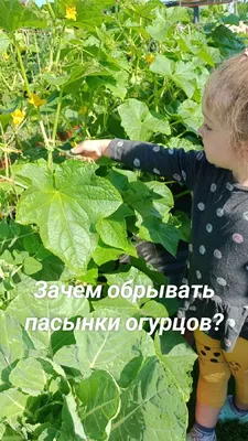 Зачем огурцам усы: все назначения | Вокруг Света