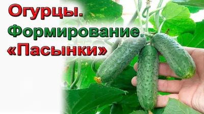 Как правильно пасынковать огурцы в открытом грунте - схема - Lifestyle 24