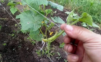 Про урожай, лишние пасынки и нужные подкормки | Пикабу