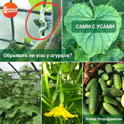 Огурцы: усики не отрывай!