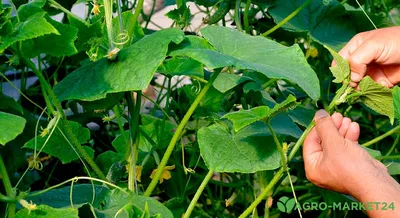 Огород.ru - Способы подвязки огурцов (ТЕПЛИЦА). 🥒 \"Ослепление\" огурцов.  Основной стебель подвяжите к вертикальной опоре, а затем удалите все  боковые побеги и усы, расположенные выше 50 см от уровня земли. В этом