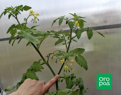 Prosad.Prodachu - Как правильно пасынковать огурцы Прежде чем приступить к  самой теме, необходимо определиться с тем, что есть прищипка и  пасынкование, и это разные вещи. Прищипка - это удаление верхней точки роста