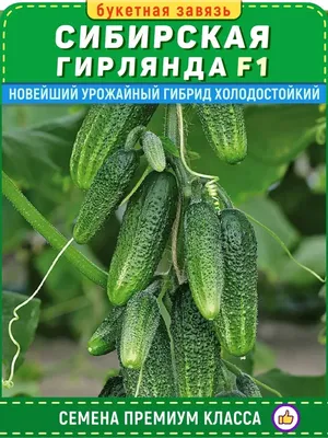 Огурцы росли нормально,сейчас короткие междоузлия и вершкование огурца.  Гибрид Арктика, последний полив гуманизм калия.