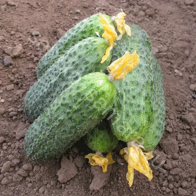 Какой сорт огурцов самый урожайный - Agro-Market24
