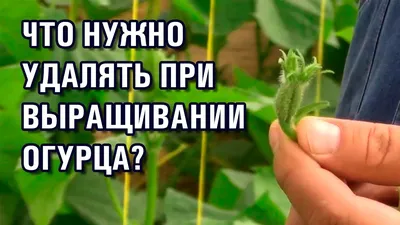 Обрезанные пасынки огурцов не выкидываю, а укореняю — мой способ быстрого  омолаживания огурцов | Собираем урожай | Дзен