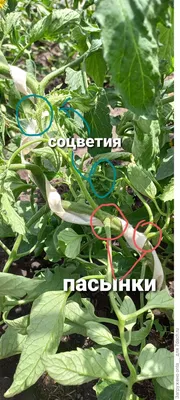 Как пасынковать помидоры правильно - Рамблер/новости