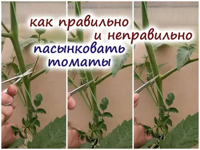 Помидоры Маленький Ручей - Tomato Small Stream | Дом Помидоров - Помидом