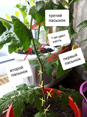 Как часто поливать огурцы, чем подкармливать, как подвязать в теплице:  желтеют листья огурцов чем полить - 11 июня 2023 - НГС