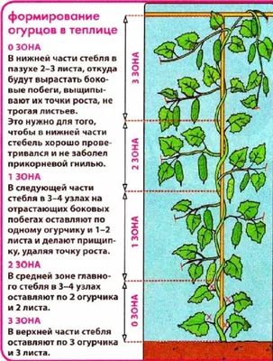 Подвязка огурцов в теплице и их формирование | Агро Сіті