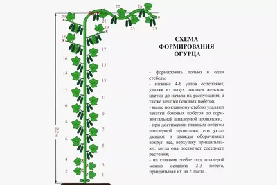 Пасынкование огурцов в теплице фото фотографии