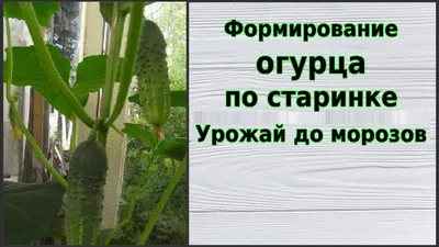 Огурцы в теплице: выращивание и уход лучших сортов, схема формирования куста