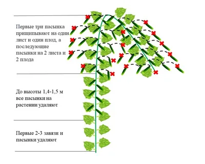 Подвязка огурцов в теплице и их формирование | Агро Сіті
