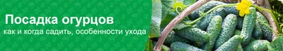 Уход за томатами: как правильно формировать куст | AgroMarket интернет  магазин семян