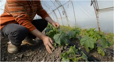 Выращиваю огурцы в открытом грунте в один ствол🥒. Подвязку провожу шп... |  TikTok