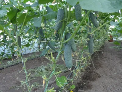 Советы по уходу за рассадой помидоров, огурцов, перца после высадки в  теплицу или открытый грунт