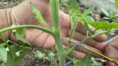 Уход за томатами: как правильно формировать куст | AgroMarket интернет  магазин семян