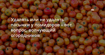 ПАСЫНКОВАНИЕ ТОМАТОВ КРУПНЫМ ПЛАНОМ / ВЫРАЩИВАЕМ ТОМАТЫ, А НЕ БОТВУ! -  YouTube