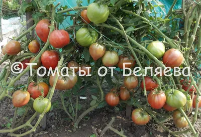 Высокорослые томаты в теплице и открытом грунте — особенности выращивания.  Посадка, условия и уход. Фото — Ботаничка