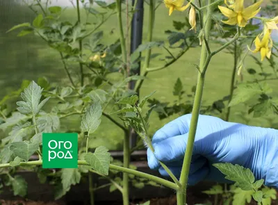 Безрассадные помидоры и способы выращивания - Agro-Market
