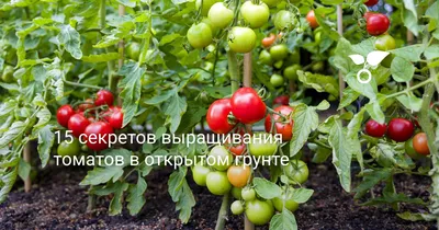 Томат Монгольский карлик - описание сорта, фото, отзывы, урожайность и все  характеристики подробно