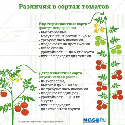15 секретов выращивания томатов в открытом грунте. Полив, мульча,  подкормки. Фото — Ботаничка