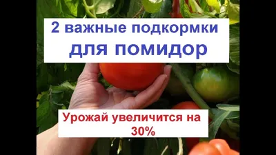 Безрассадные помидоры и способы выращивания - Agro-Market