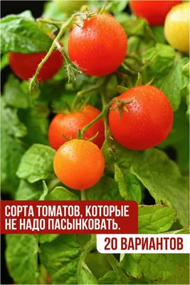 Фитофторы можно избежать