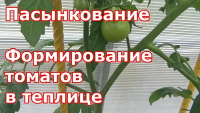 Пасынкование томатов. Формирование индетерминантных томатов в теплице в  один и два ствола. - YouTube
