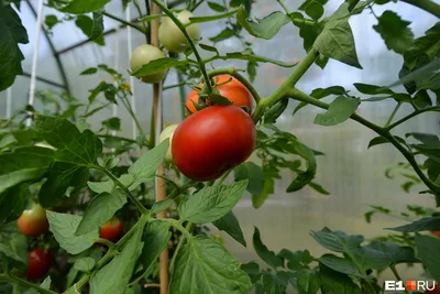 Выращивание томатов в теплице, Современная технология выращивания томата в  теплицах, в условиях защищенного грунта
