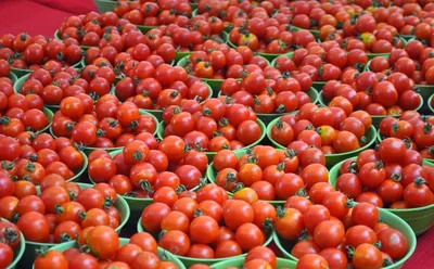 Как правильно подвязать помидоры в теплице и парнике: 4 способа и техники  подвязки томатов | ivd.ru