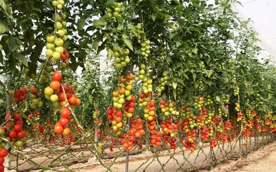 Как подвязать помидоры в теплице, как подвязать помидоры, как пасынковать  помидоры, как подкормить помидоры - 28 июня 2022 - v1.ru