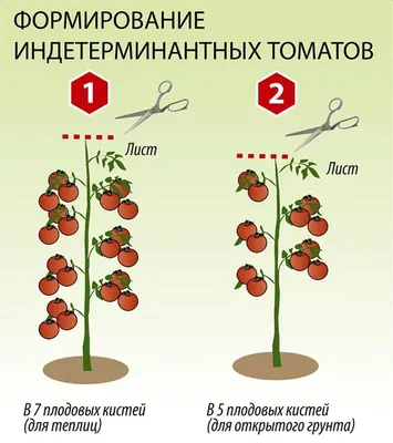 Выращивание томатов в теплице, Современная технология выращивания томата в  теплицах, в условиях защищенного грунта