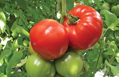Как прищипывать и формировать помидоры в теплице: борная кислота для томатов  в теплице, можно ли мульчировать помидоры - 15 июля 2023 - НГС