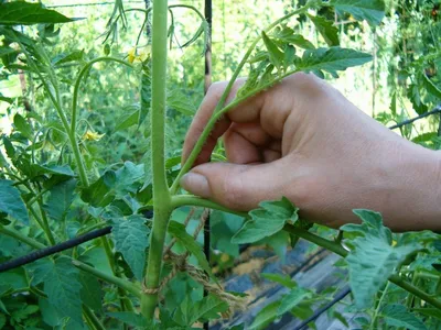 Как правильно пасынковать томаты в теплице и открытом грунте: где оставлять  завязь