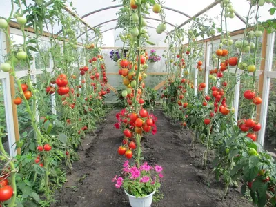 7 правил, как правильно пасынковать томаты