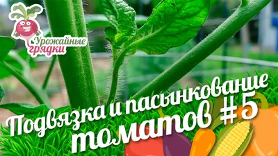 Выращиваем томаты в теплице - как вырастить большой урожай | Агротекс