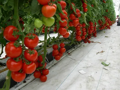 7 обязательных процедур, которые нужно сделать с томатами в августе | На  грядке (Огород.ru)