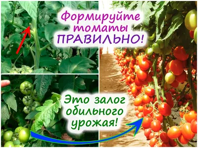 Выращивание помидоров в теплице — 44030