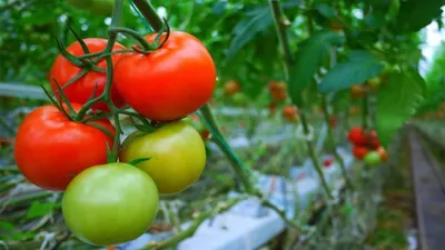 Как правильно пасынковать томаты в теплице и открытом грунте, видео