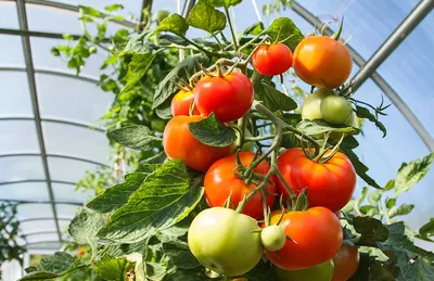 Формировка тепличных томатов – как пасынковать помидоры, когда проводить  чеканку, а главное, зачем?