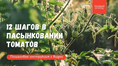 Сколько пасынков можно оставить на помидорах без потери урожая | На грядке  (Огород.ru)