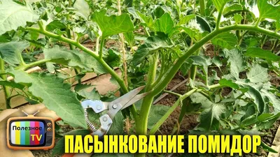 Как и когда надо пасынковать помидоры, рассказал садовник