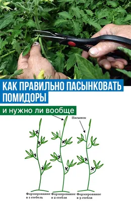 Пасынкование помидоров - огородники поделились эффективными лайфхаками -  «ФАКТЫ»