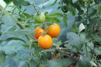 Безрассадные помидоры и способы выращивания - Agro-Market