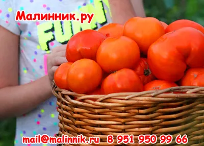 Как обрезать помидоры и обрывать листья - Agro-Market24