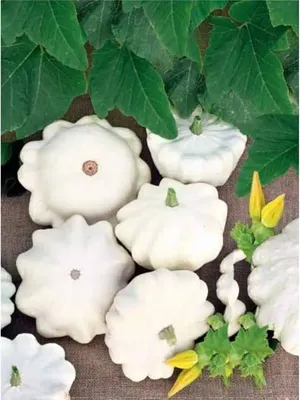 Патиссон Белый 1 грамм (Hortus)