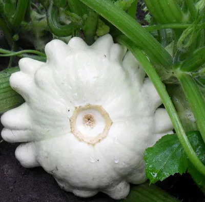 БЕЛЫЙ / WHITE - Патиссон, Hortus купить в Украине - цена, фото, отзывы |  Agrolife