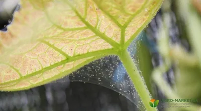 Борьба с паутинным клещом: как бороться с паутинным клещом - Agro-Market