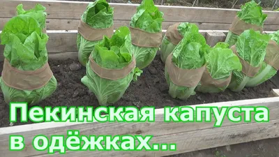 Пекинская капуста: выращивание и уход в теплице и открытом грунте | ivd.ru